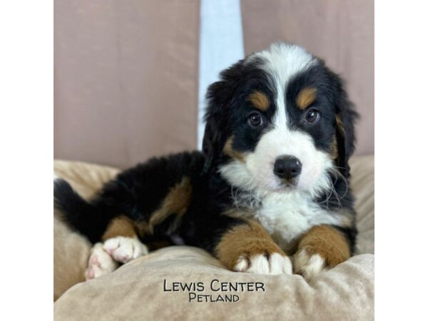 [#14353]  - Tri-Colored Male Bernese Mountain Dog Puppies for Sale