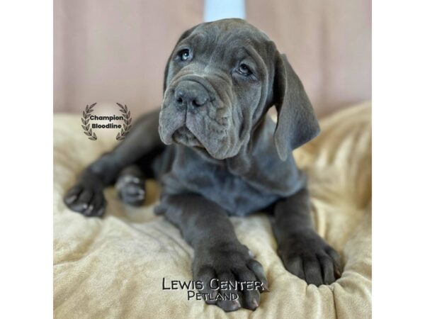 [#14350]  - Blue Female Neapolitan Mastiff Puppies for Sale
