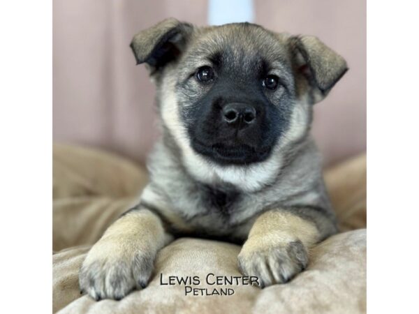 [#14355]  - Gray / Black Female Norwegian Elkhound Puppies for Sale