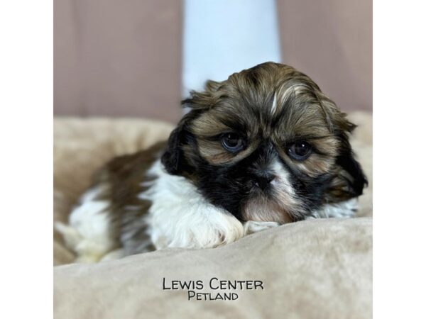 [#14368]  - Brindle / White Male Shih Tzu Puppies for Sale