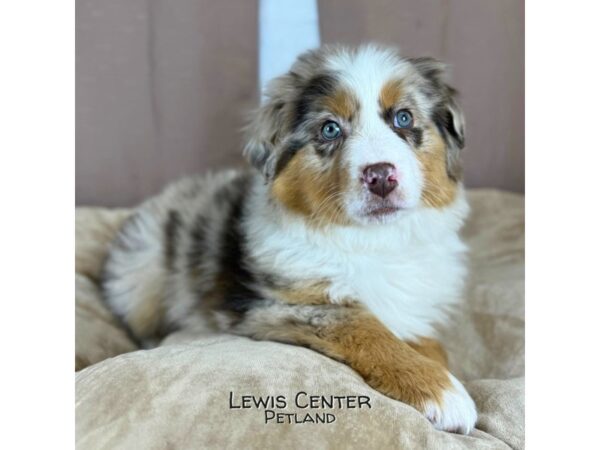 [#14371]  - Red Merle Male Australian Shepherd Puppies for Sale