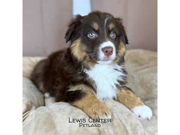 [#14372]  - Red Male Australian Shepherd Puppies for Sale
