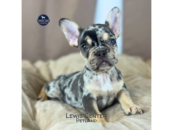 [#14374]  - Chocolate Merle Female French Bulldog Puppies for Sale