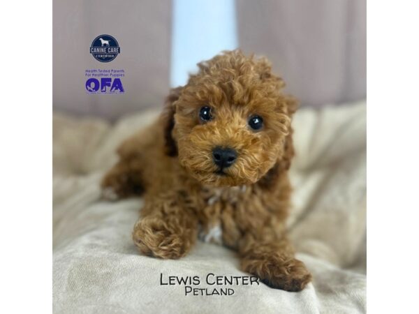 [#14378]  - Apricot Female Poodle Puppies for Sale