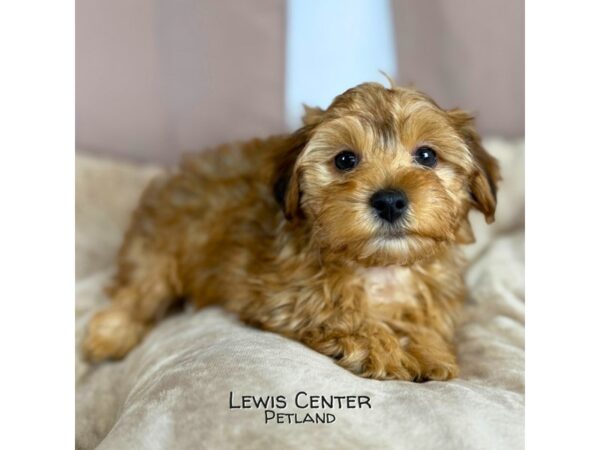 [#14381]  - Brown Male Yorkiepoo Puppies for Sale