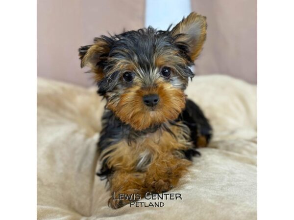 [#14382]  - Black / Tan Male Yorkshire Terrier Puppies for Sale