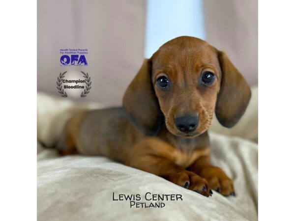 [#14367]  - Chocolate Female Dachshund Puppies for Sale