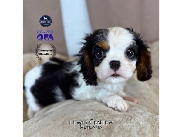 [#14370]  - Tri-Colored Female Cavalier King Charles Spaniel Puppies for Sale