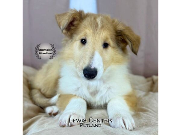 [#14327]  - Sable Merle Female Collie Puppies for Sale