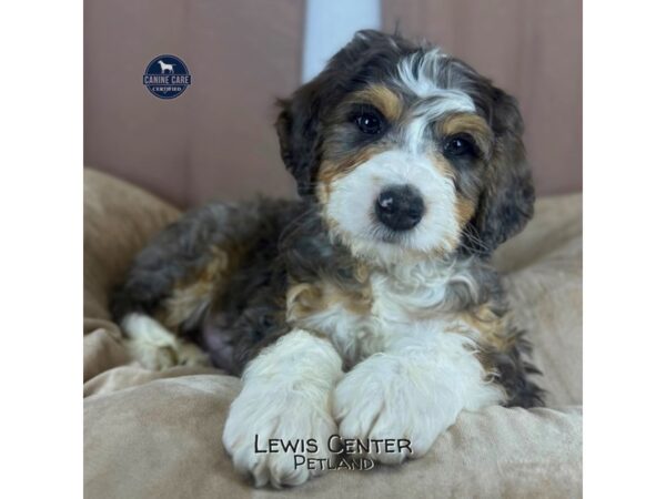 [#14387]  - Blue Merle Male Bernedoodle Puppies for Sale