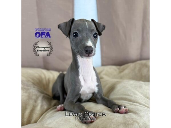 [#14365]  - Blue Female Italian Greyhound Puppies for Sale