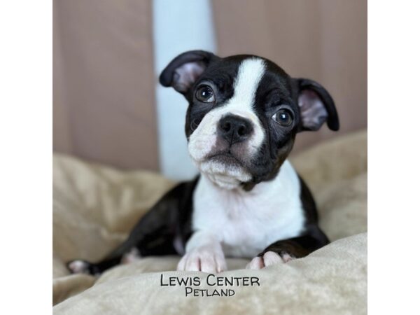 [#14402]  - Black / White Female Boston Terrier Puppies for Sale