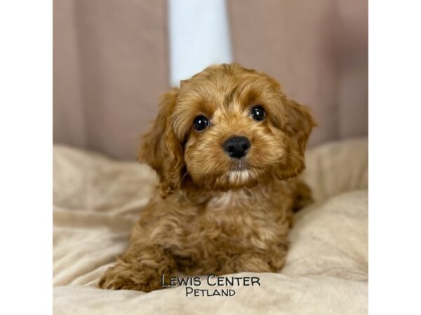 [#14396]  - Red Male Cock A Poo Puppies for Sale