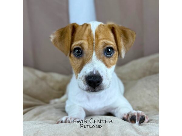 [#14394]  - White / Brown Male Jack Russell Terrier Puppies for Sale