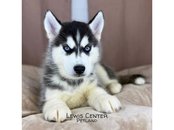[#14401]  - Black / White Male Siberian Husky Puppies for Sale