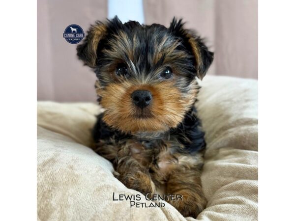[#14409]  - Black / Tan Female Yorkshire Terrier Puppies for Sale