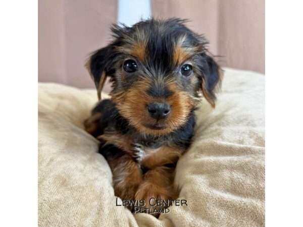 [#14408]  - Black / Tan Female Yorkshire Terrier Puppies for Sale