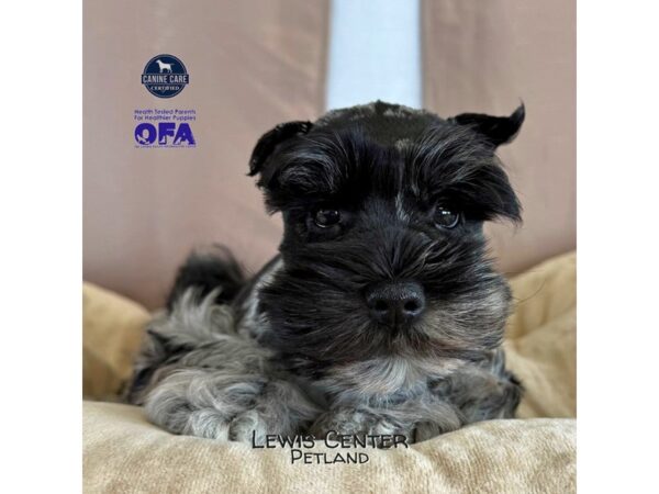 [#14406]  - Blue Merle Female Miniature Schnauzer Puppies for Sale