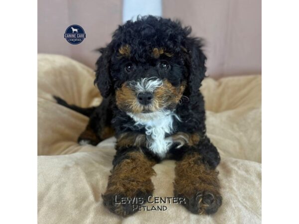 [#14410]  - Black White / Tan Female Bernedoodle Mini 2nd Gen Puppies for Sale