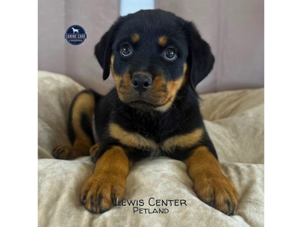[#14411]  - Black / Tan Female Rottweiler Puppies for Sale