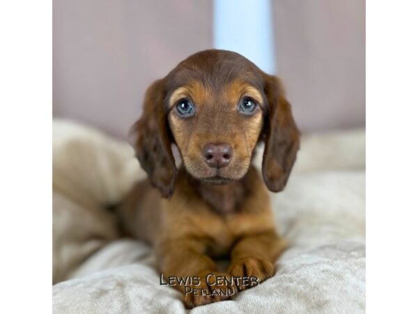 [#14412]  - Chocolate Female Dachshund Puppies for Sale