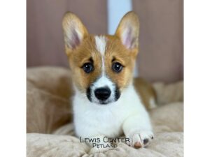 [#14414]  - Red / White Male Pembroke Welsh Corgi Puppies for Sale