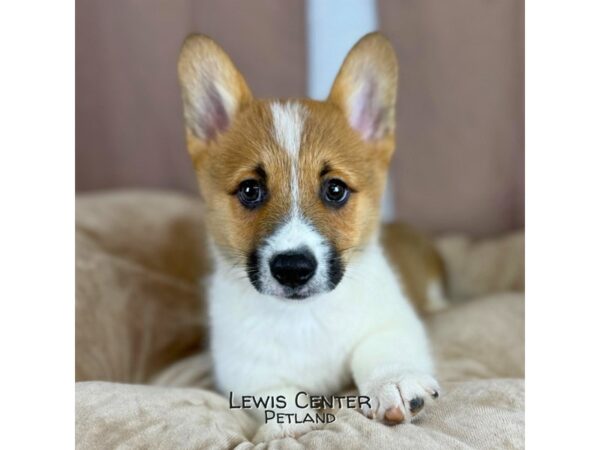 [#14414]  - Red / White Male Pembroke Welsh Corgi Puppies for Sale