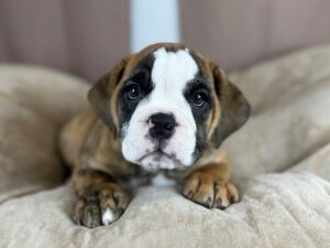 [#14425]  - Brindle / White Female Beabull 2nd Gen Puppies for Sale