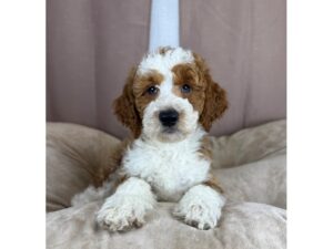 [#14419]  - Red / White Male Mini Goldendoodle 2nd Gen Puppies for Sale