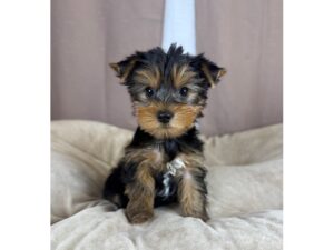 [#14420]  - Black / Tan Male Yorkshire Terrier Puppies for Sale