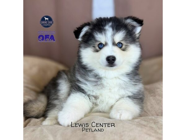 [#14428]  - Gray / White Male Pomsky Puppies for Sale