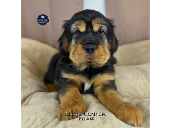 [#14415]  - Black / Tan Female Mini Hippo Puppies for Sale