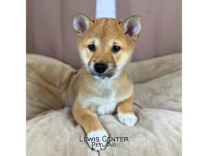 [#14427]  - Red Sesame Male Shiba Inu Puppies for Sale
