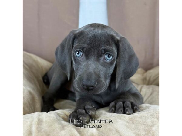 [#14438]  - Blue Male Weimaraner Puppies for Sale
