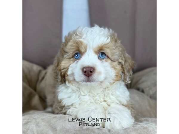 [#14441]  - Red / White Male Aussiedoodle Puppies for Sale