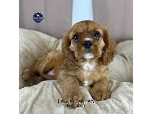 [#14443]  - Ruby Male Cavalier King Charles Spaniel Puppies for Sale