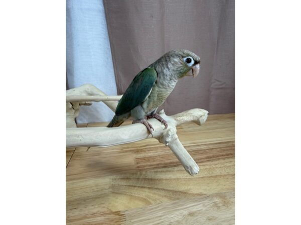 [#14455]  - Turquoise Cinnamon Green Cheek Conure Birds for Sale