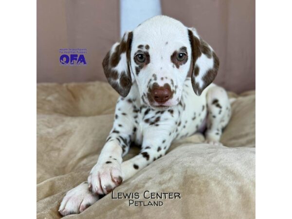 [#14445]  - Liver / White Female Dalmatian Puppies for Sale