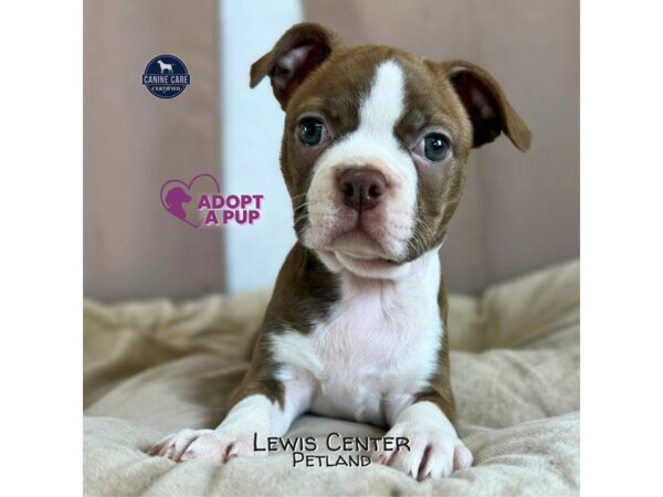 [#14256] Sadie - Brown / White Female Boston Terrier Puppies for Sale