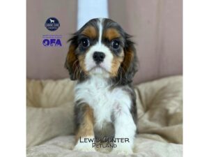 [#14460]  - Blue Merle Male Cavalier King Charles Spaniel Puppies for Sale