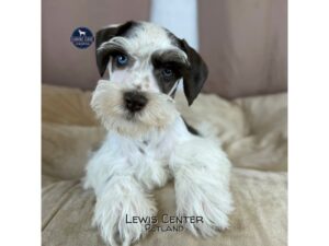 [#14458]  - Chocolate / White Male Miniature Schnauzer Puppies for Sale