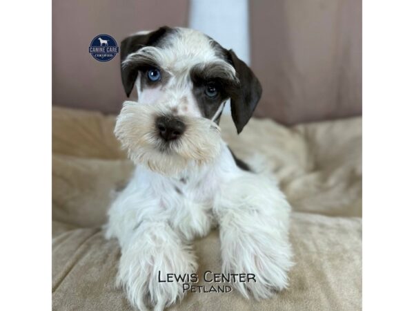 [#14458]  - Chocolate / White Male Miniature Schnauzer Puppies for Sale