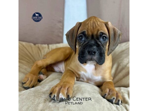 [#14459]  - Fawn Male Boxer Puppies for Sale