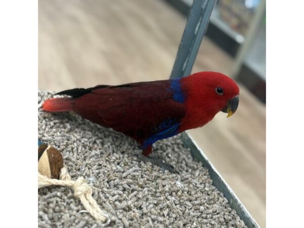 [#14461]  - Red/Blue Female Eclectus Birds for Sale