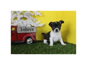 [#14470]  - Black / Tan Male Chihuahua Puppies for Sale