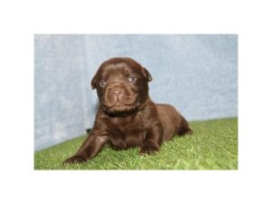 [#14474]  - Chocolate Male Labrador Retriever Puppies for Sale