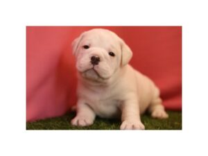 [#14475]  - White/ fawn Male Beabull Puppies for Sale
