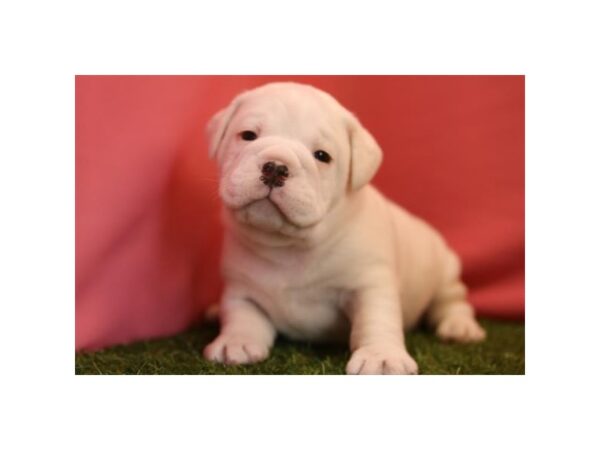 [#14475]  - White/ fawn Male Beabull Puppies for Sale