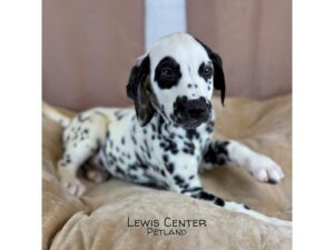 [#14466]  - Black / White Male Dalmatian Puppies for Sale