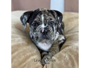 [#14469]  - Merle Female Bulldog/ Olde English Bull Puppies for Sale